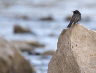 Black Phoebe 5567
